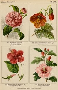 Camellia Japonica, Abutilon Darwinii, Hibiscus Rosa Sinensis, Hibiscus Syriacus (färglitografi) av (after) German School
