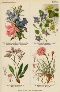 Campanula Medium, Campanula Garganica, Statice Limonium, Armeria Maritima (färglitografi) av (after) German School