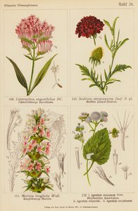 Centranthus Angustifolius, Scabiosa Atropurpurea, Morinia Longifolia, Ageratum Mexicanum, Ageratum Conyzodes, Ageratum Corymbosum (färglitografi) av (after) German School