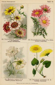 Chrysanthemum Carinatum, Chrysanthemum Roseum, Matricaria Inodora, Doronicum Caucasicum (färglitografi) av (after) German School