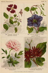 Klematis Viticella, Klematis Lanuginosa, Paeonia Moutan Sims, Calycanthus Floridus (färglitografi) av (after) German School