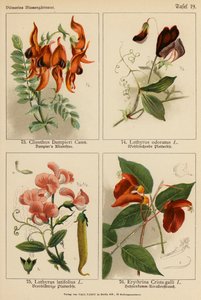 Clianthus Dampieri, Lathyrus Odoratus, Lathyrus Latifolius, Erythrina Crista-galli (färglitografi) av (after) German School