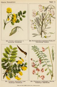 Colutea Arborescens, Halimodendron Argenteum, Caragana Arborescens, Hedysarum Multijugum (färglitografi) av (after) German School