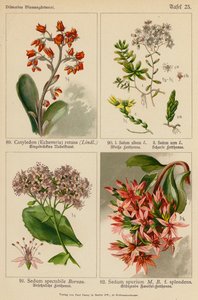Cotyledon (Echeveria) Retusa, Sedum Album, Sedum Acre, Sedum Spectabile, Sedum Spurium (färglitografi) av (after) German School