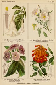 Datura Suaveolens, Nierembergia Frutescens, Brunfelsia Eximia, Campsis Radicans (färglitografi) av (after) German School