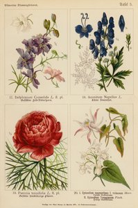 Delphinium Consolida, Aconitum Napellus, Paeonia Tenuifolia, Epimedium Macranthum F Violaceum, Epimedium Youngianum (färglito) av (after) German School