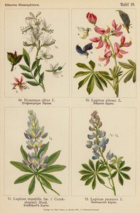 Dictamnus Albus, Lupinus Pilosus, Lupinus Mutabilis, Lupinus Perennis (färglitografi) av (after) German School