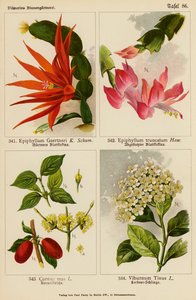 Epiphyllum Gaertneri, Epiphyllum Truncatum, Cornus Mas, Viburnum Tinus (färglitografi) av (after) German School