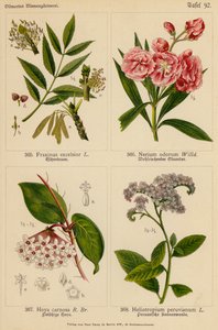 Fraxinus Excelsior, Nerium Odorum, Hoya Carnosa, Heliotropium Peruvianum (färglitografi) av (after) German School