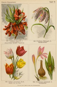 Fritillaria Imperialis, Fritillaria Meleagris, Tulipa Suaveolens, Colchicum Autumnale (färglitografi) av (after) German School