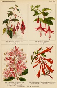 Fuchsia Coccinea, Fuchsia Hybrida, Fuchsia Arborescens, Fuchsia Triphylla, Zauschnera Californica (färglitografi) av (after) German School