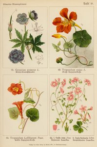 Geranium Pratense, Tropaeolum Majus, Tropaeolum Lobbianum, Oxalis Rosea, Oxalis Floribunda (färglitografi) av (after) German School