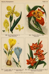 Iris Pseud-Acorus, Tigridia Pavonia, Crocus Vernus, Crocus Aureus, Schizostylis Coccinea (färglitografi) av (after) German School