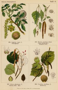 Juglans Regia, Betula Pendula, Alnus Glutinosa, Corylus Avellana (färglitografi) av (after) German School