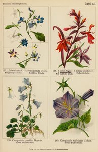 Lobelia Erinus, Bolelia Pulchella, Lobelia Fulgens, Lobelia Hybrida, Campanula Pusilla, Campanula Turbinata (färglitografi) av (after) German School
