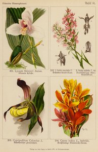 Lycaste Skinneri, Orchis Maculata, Orchis Latifolia, Cypripedilum Calceolus, Canna Indica (färglitografi) av (after) German School