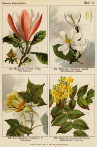 Magnolia Obovata, Magnolia Conspicua, Liriodendron Tulipifera, Berberis Aquifolium (färglitografi) av (after) German School
