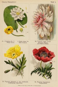 Nymphaea Alba, Nuphar Luteum, Victoria Regia, Papaver Alpinum, Papaver Bracteatum (färglitografi)