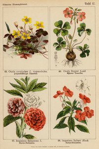 Oxalis Corniculata, Oxalis Deppei, Impatiens Balsamina, Impatiens Sultani (färglitografi) av (after) German School