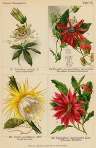 Passiflora Coerulea, Passiflora Racemosa, Cereus Grandiflorus, Epiphyllum Ackermannii (färglitografi) av (after) German School