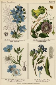 Polemonium Coeruleum, Cobaea Scandens, Nemophila Insignis, Anchusa Italica (färglitografi) av (after) German School
