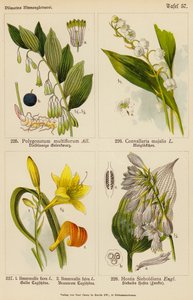 Polygonatum Multiflorum, Convallaria Majalis, Hemerocallis Flava, Hemerocallis Fulva, Hostia Sieboldiana (färglitografi) av (after) German School