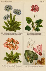 Primula Denticulata, Primula Cortusodes, Primula Rosea, Cyclamen Latifolium Cultorum (färglitografi) av (after) German School