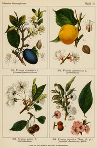Prunus Domestica, Prunus Armeniaca, Prunus Avium, Prunus Japonica (färglitografi)