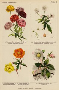 Ranunculus Asiaticus, Ranunculus Aconitifolius, Trollius Europeaeus, Trollius Asiaticus, Helleborus Niger (färglitografi) av (after) German School