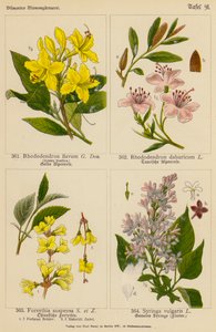 Rhododendron Flavum, Rhododendron Dahuricum, Forsythia Suspensa, Syringa Vulgaris (färglitografi) av (after) German School