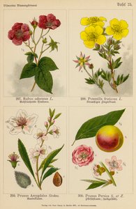 Rubus Odoratus, Potentilla Fruticosa, Prunus Amygdalus, Prunus Persica (färglitografi) av (after) German School