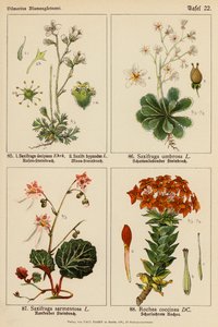 Saxifraga Decipiens, Saxifraga Hypnodes, Saxifraga Umbrosa, Saxifraga Sarmentosa, Rochea Coccinea (färglitografi) av (after) German School