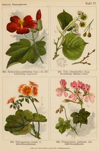 Sphaeralcea Umbellata, Tilia Platyphyllos, Pelargonium Zonale, Pelargonium Peltatum (färglitografi) av (after) German School