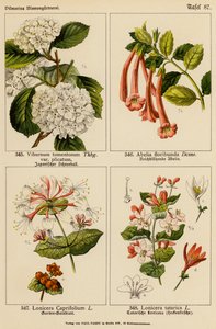 Viburnum Tomentosum, Abelia Floribunda, Lonicera Caprifolium, Lonicera Tatarica (färglitografi) av (after) German School