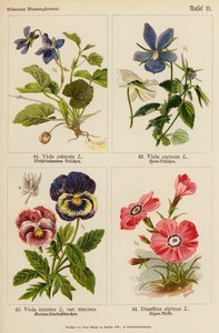 Viola odorata, Viola cornuta, Viola tricolor, Dianthus alpinus (färglitografi) av (after) German School