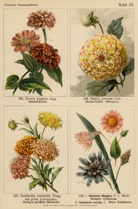 Zinnia Elegans, Dahlia Pinnata, Gaillardia Pulchella, Helipterum Manglesii, Catananche Coerulea (färglitografi) av (after) German School