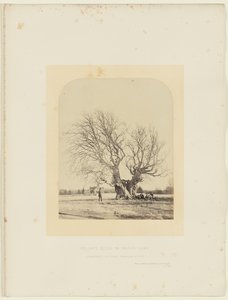 Pollardbok på Smiths gräsmatta av 14th Earl of Caithness James Sinclair