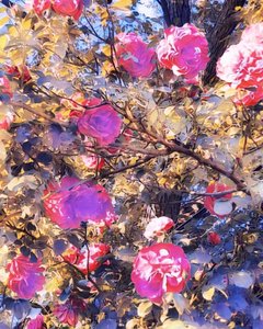 Rosor till Jungfru Maria. av Margareta Uliarte