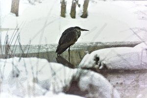Grå häger i snön