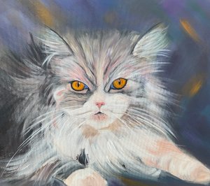 Maine-Coon katt