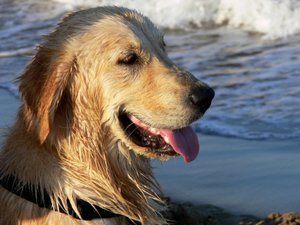 Golden Retriever av Monika Wittrich