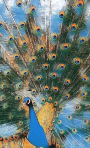 Pavo Real. av Margareta Uliarte