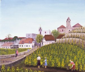 Druvskörd i Dürnstein