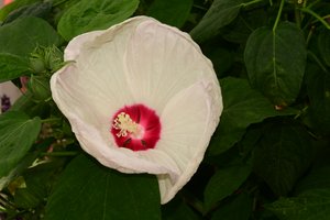 Rosor fotograferade mot en mjuk, naturlig och konstnärlig bakgrund. av Albert Mansour
