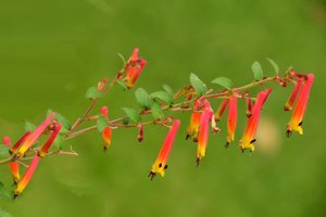Rosor fotograferade mot en mjuk, naturlig och konstnärlig bakgrund. av Albert Mansour