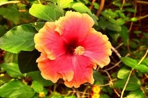 Blomsterkonst i oljemålningsstil