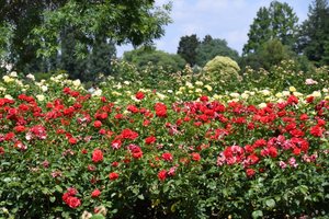 Blomsterkonst i oljemålningsstil av Albert Mansour