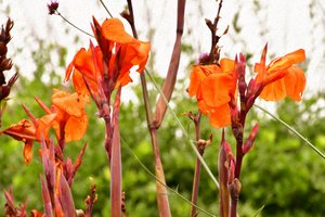 Blomsterkonst i oljemålningsstil