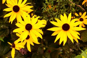 Blomsterkonst i oljemålningsstil