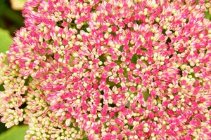 Blommotiv i oljemålningsstil